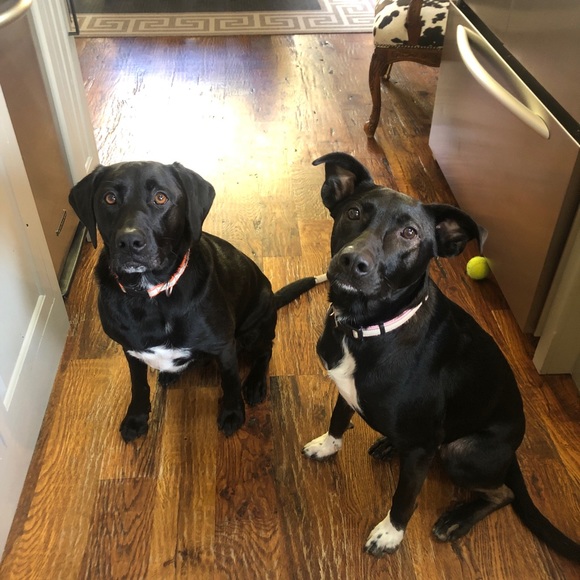 Meet your Posher, Tisha - Picture 5 of 8